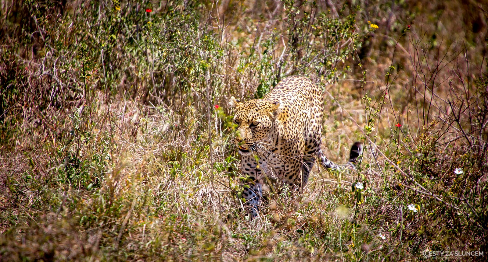 Serengeti: Když pozorujeme leoparda v ZOO, zdá se nám jeho zbarvení nápadné. V africké savaně však dokonale splývá s okolím... - Ladislav Hanousek, Serengeti National Park