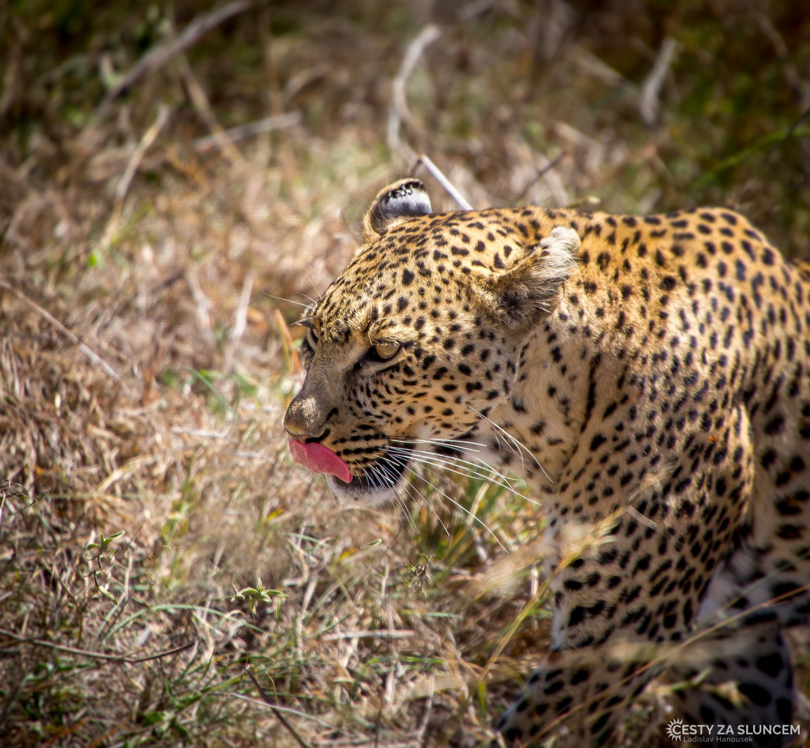 Serengeti National Park - Ladislav Hanousek, Serengeti National Park