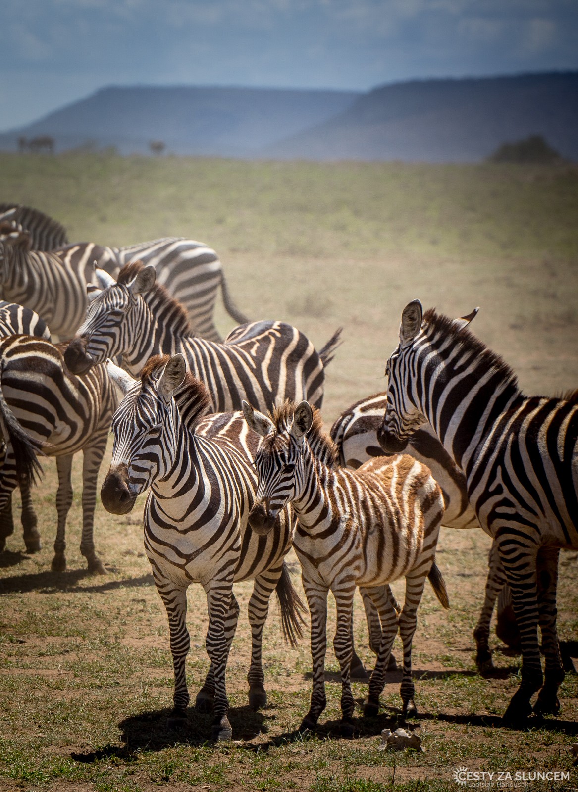 Serengeti National Park - Ladislav Hanousek, Serengeti National Park