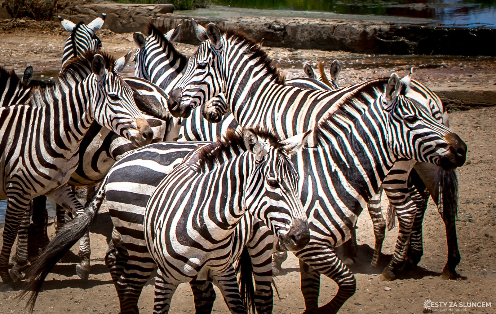 Serengeti National Park - Ladislav Hanousek, Serengeti National Park