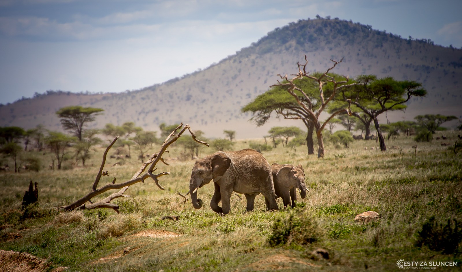 Serengeti National Park - Ladislav Hanousek, Serengeti National Park