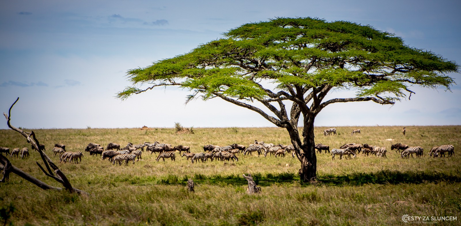 Serengeti National Park - Ladislav Hanousek, Serengeti National Park