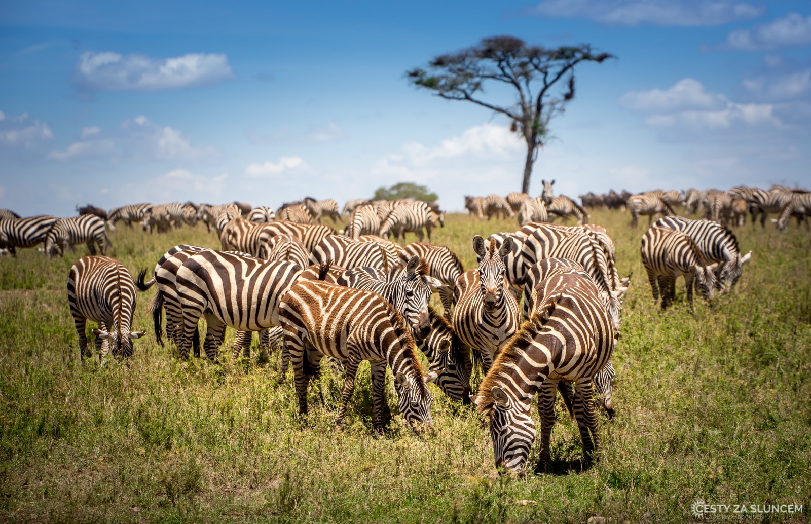 Serengeti National Park - Ladislav Hanousek, Serengeti National Park