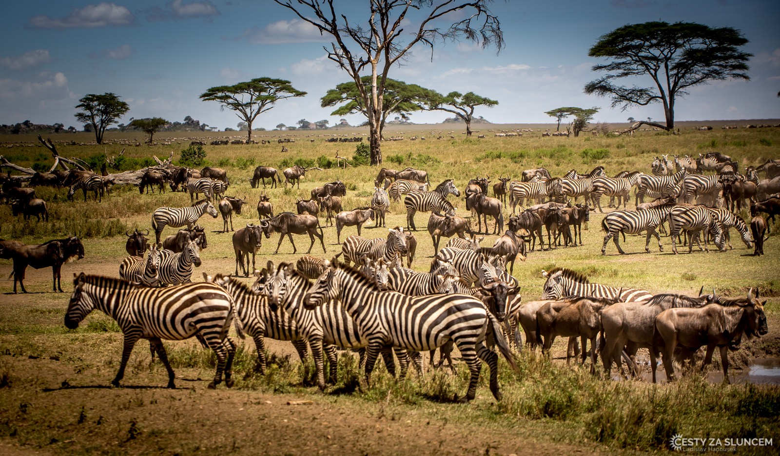 Serengeti National Park - Ladislav Hanousek, Serengeti National Park