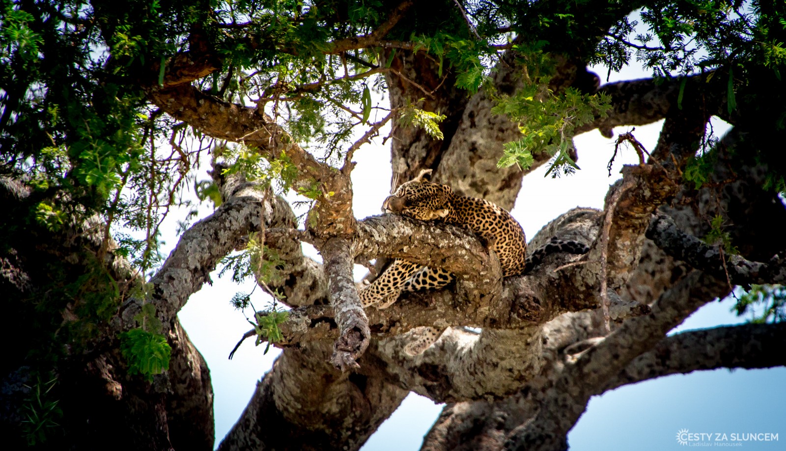 Serengeti National Park - Ladislav Hanousek, Serengeti National Park