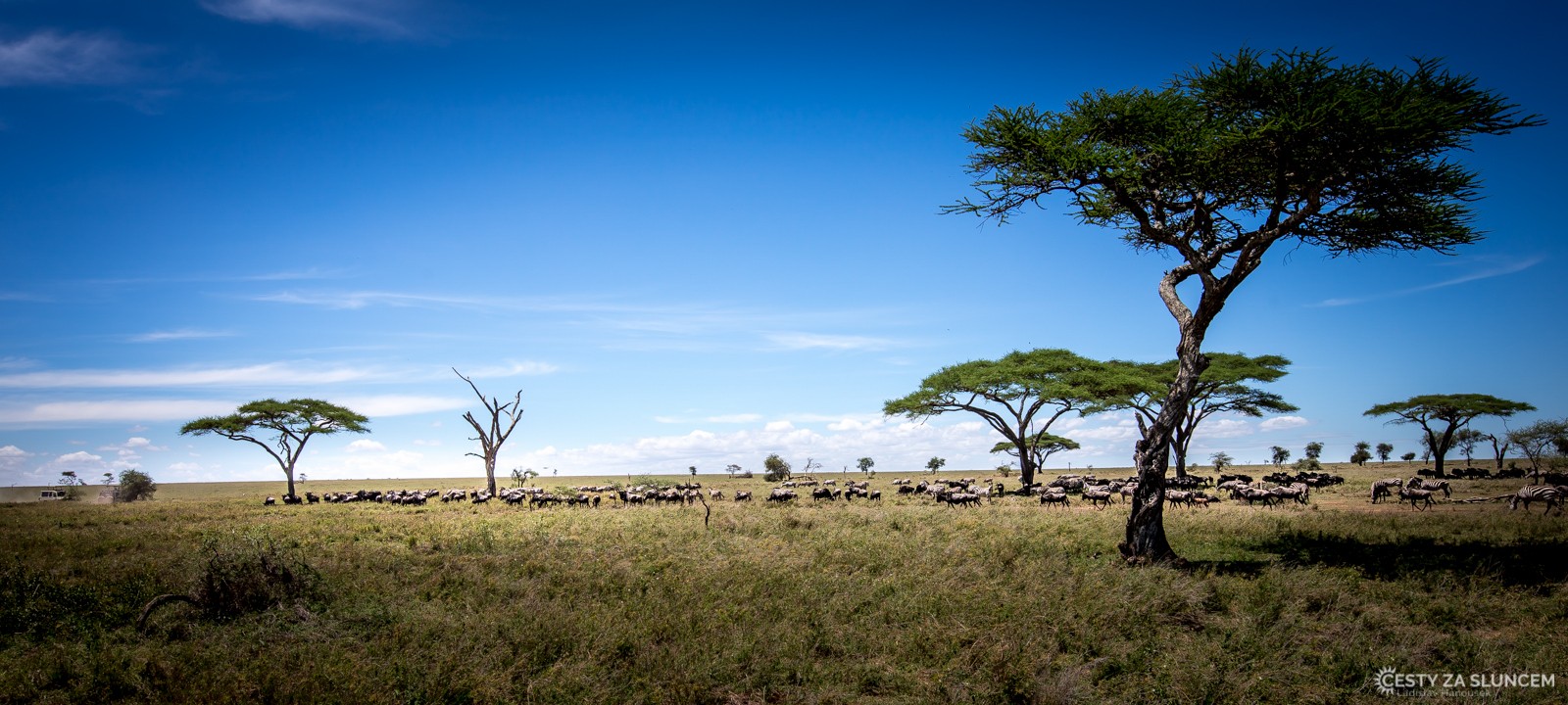 Serengeti - migrace zeber a pakoňů - Ladislav Hanousek, Serengeti National Park
