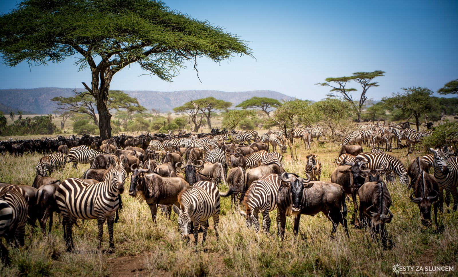Serengeti National Park - Ladislav Hanousek, Serengeti National Park