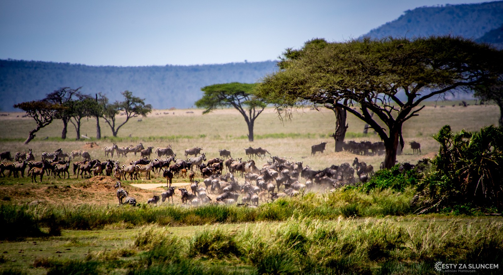 Serengeti National Park - Ladislav Hanousek, Serengeti National Park
