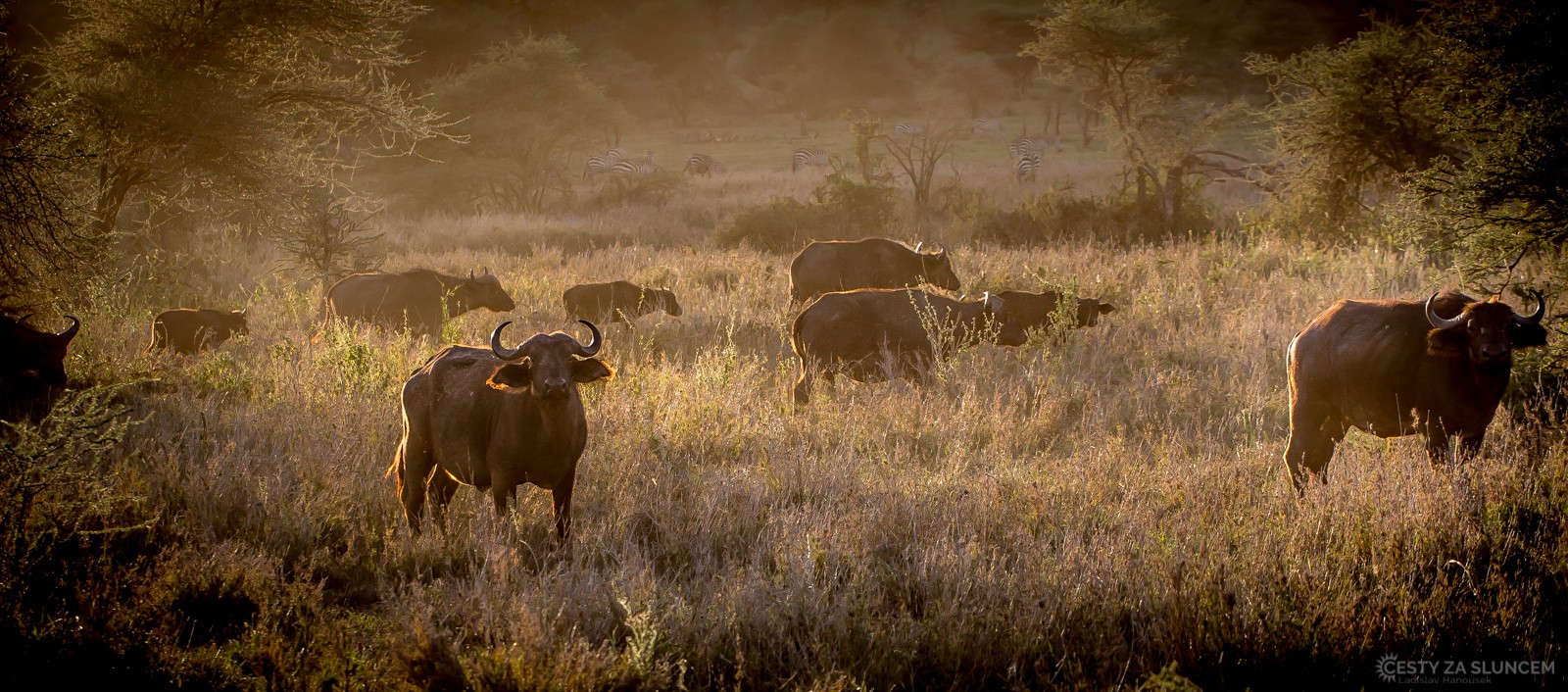 Ngorongo National Park - Ladislav Hanousek, Ngorongo National Park