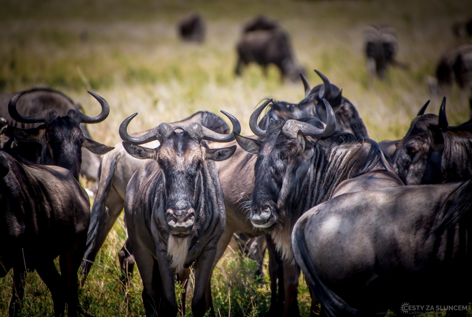 Serengeti National Park - Ladislav Hanousek, Serengeti National Park