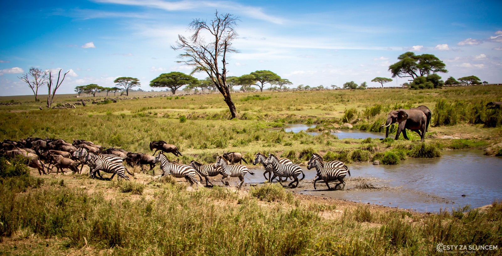 Serengeti: zebry prchají před krokodýlem - Ladislav Hanousek, Serengeti National Park