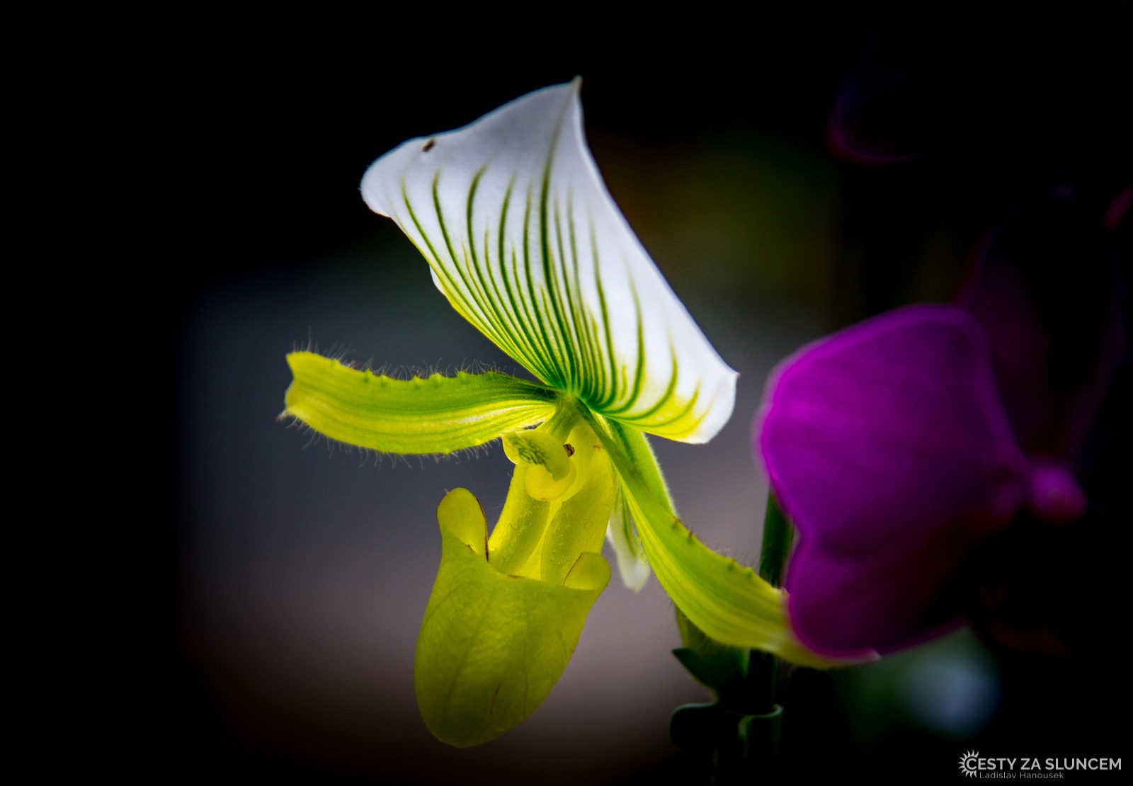Orchideje v pavilonu královny Beatrix - Ladislav Hanousek, Holandsko - květinový park Keukenhof