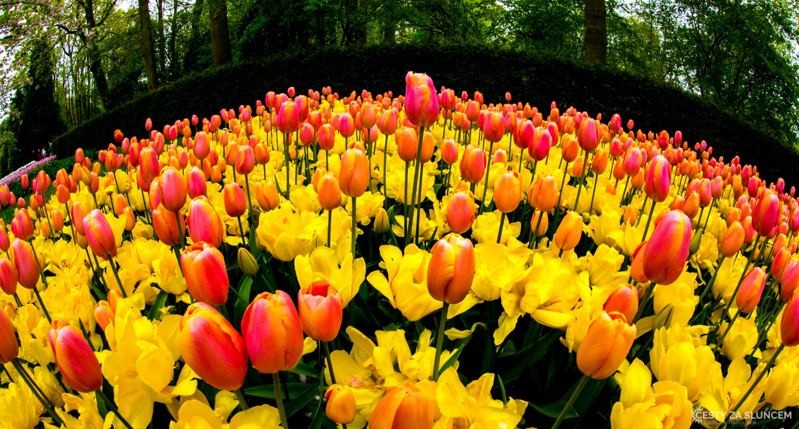 Květinový park Keukenhof - Ladislav Hanousek, Holandsko - květinový park Keukenhof