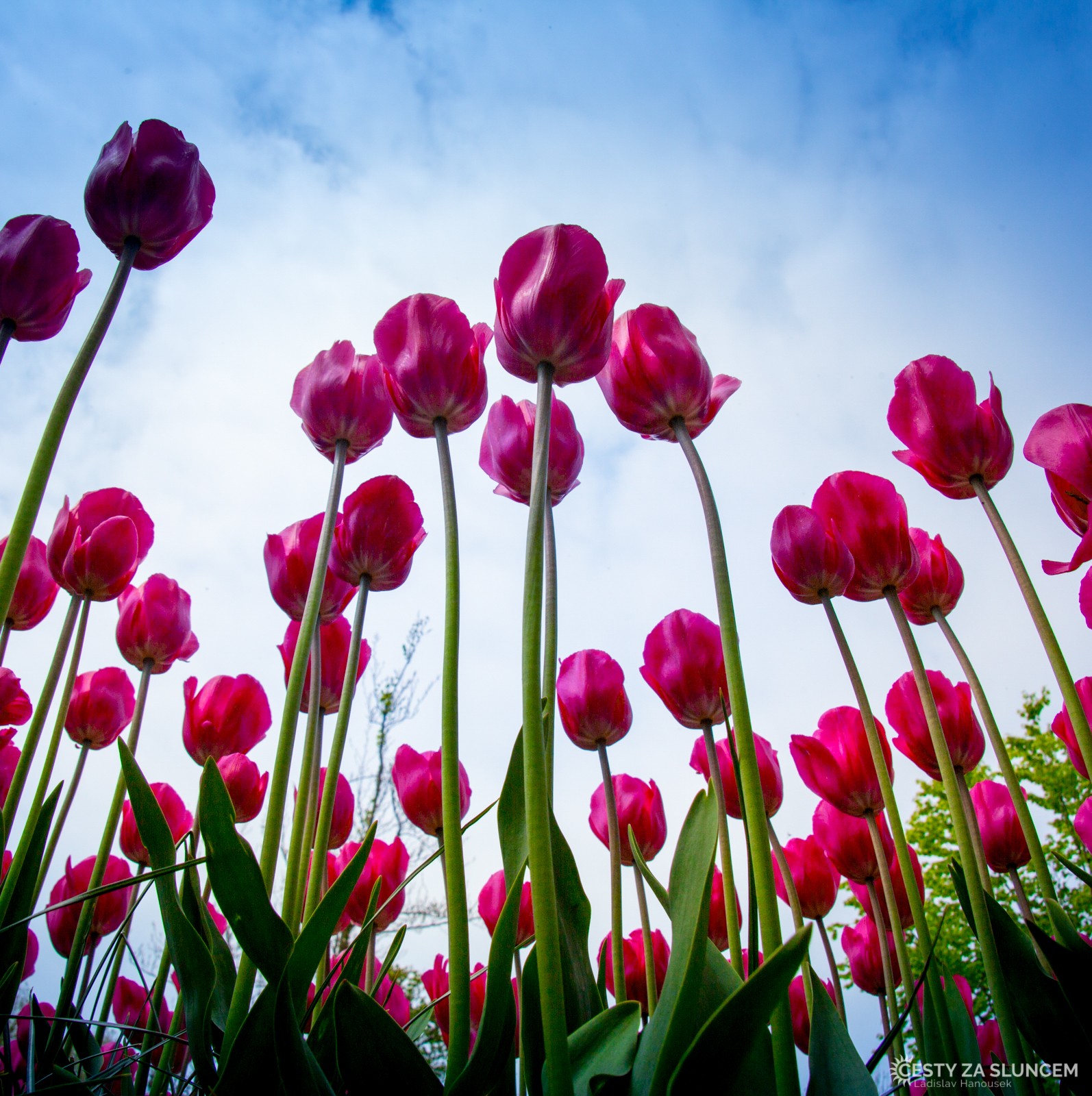 Květinový park Keukenhof - Ladislav Hanousek, Holandsko - květinový park Keukenhof