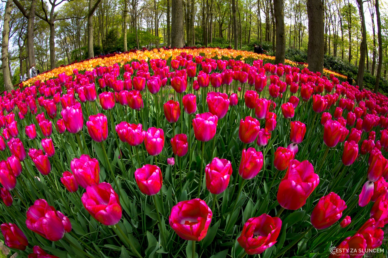 Květinový park Keukenhof - Ladislav Hanousek, Holandsko - květinový park Keukenhof