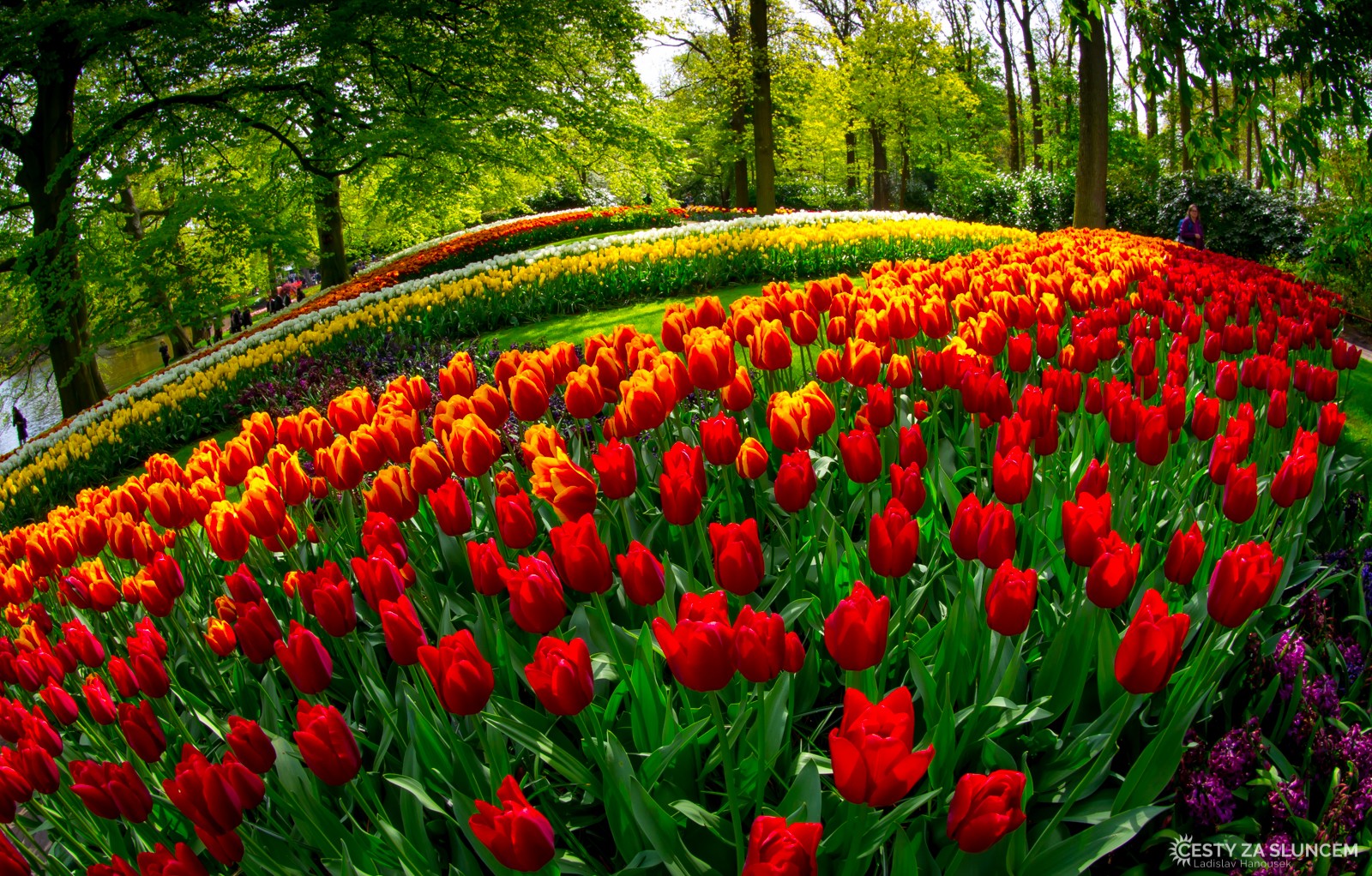 Květinový park Keukenhof - Ladislav Hanousek, Holandsko - květinový park Keukenhof