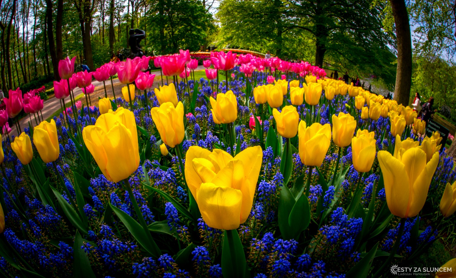 Květinový park Keukenhof - Ladislav Hanousek, Holandsko - květinový park Keukenhof