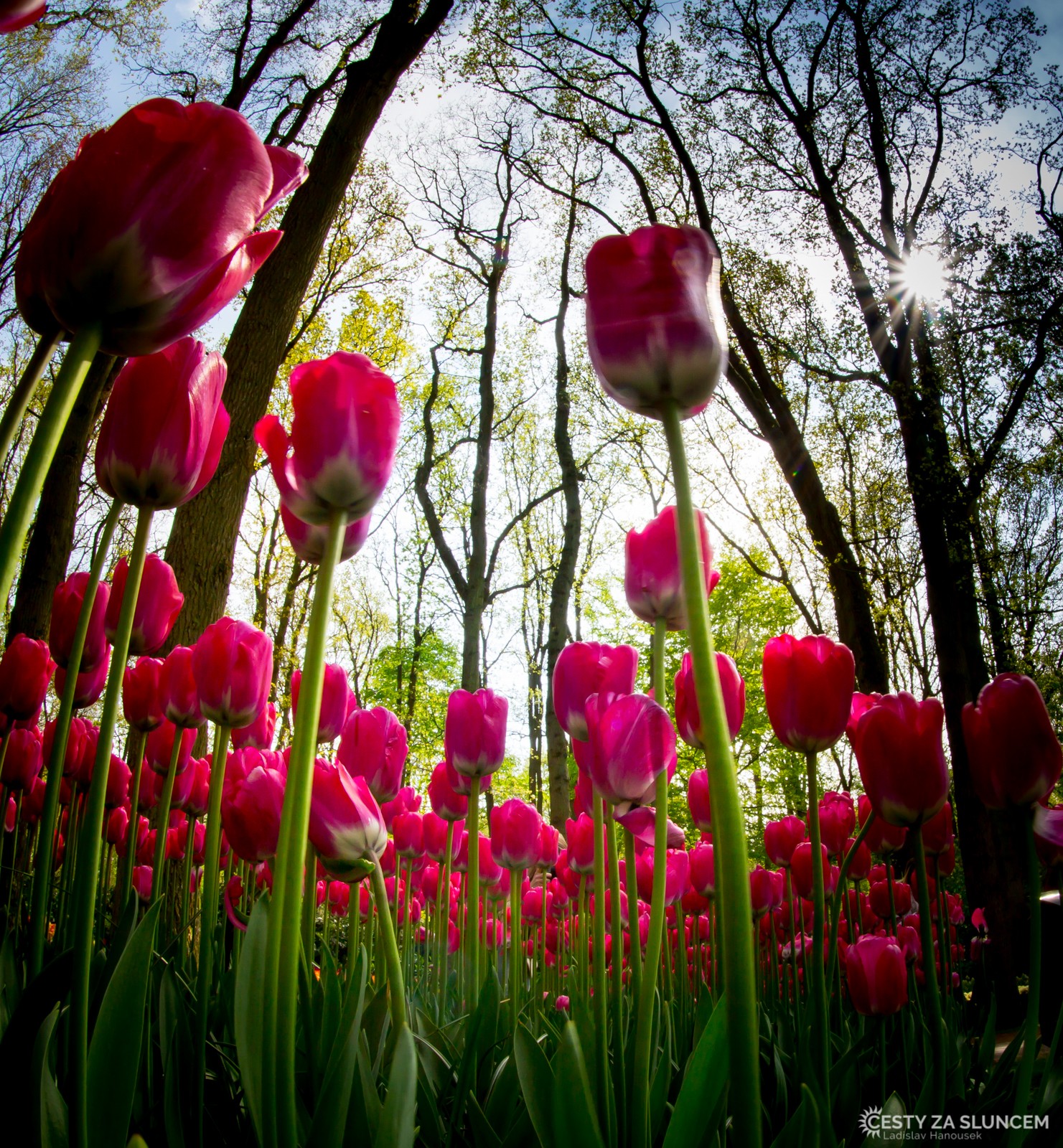 Květinový park Keukenhof - Ladislav Hanousek, Holandsko - květinový park Keukenhof