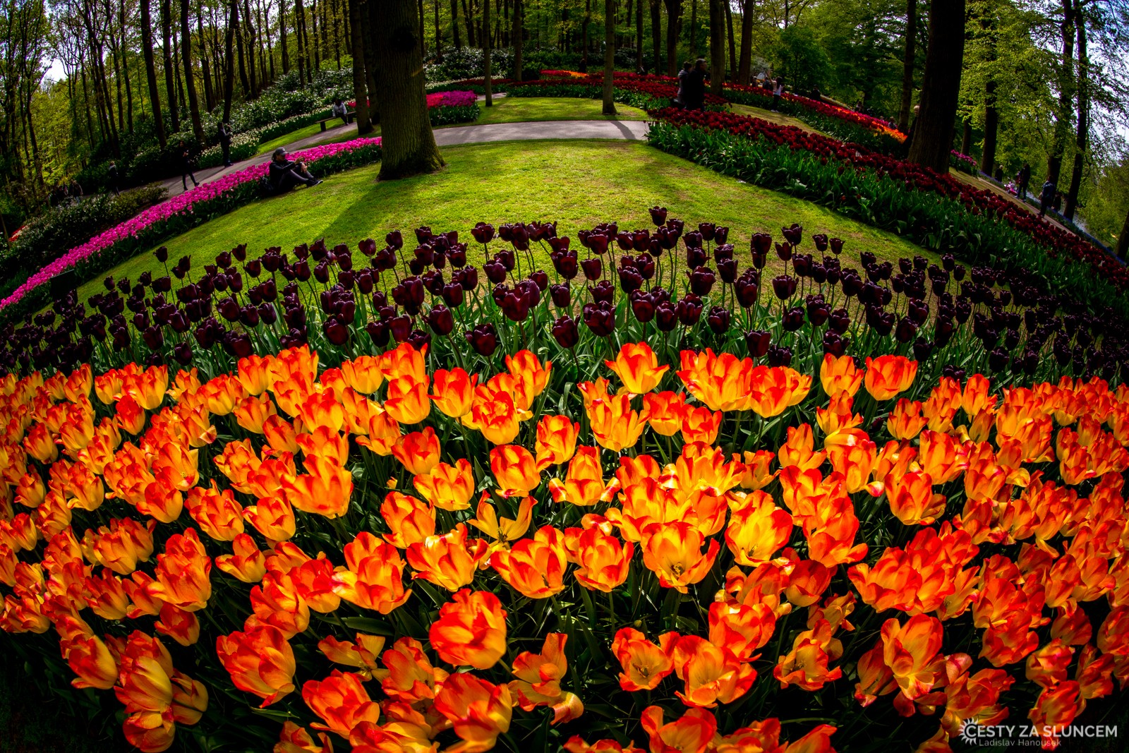 Květinový park Keukenhof - Ladislav Hanousek, Holandsko - květinový park Keukenhof