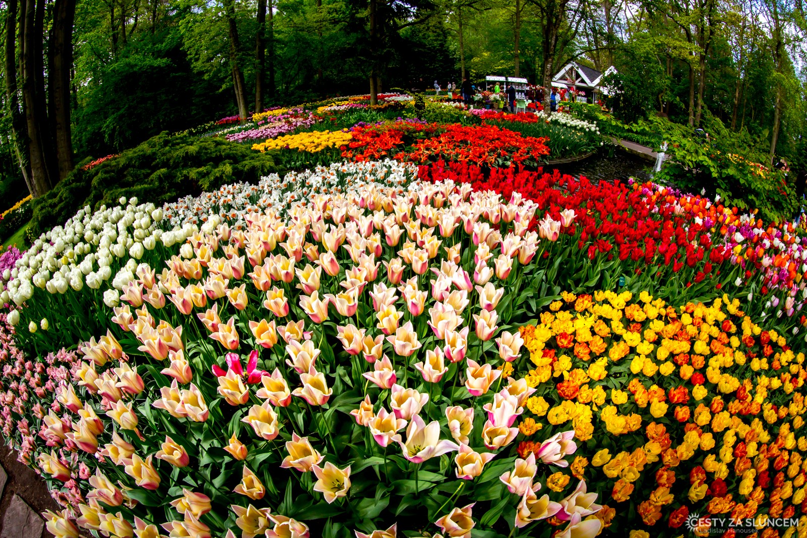 Květinový park Keukenhof - Ladislav Hanousek, Holandsko - květinový park Keukenhof