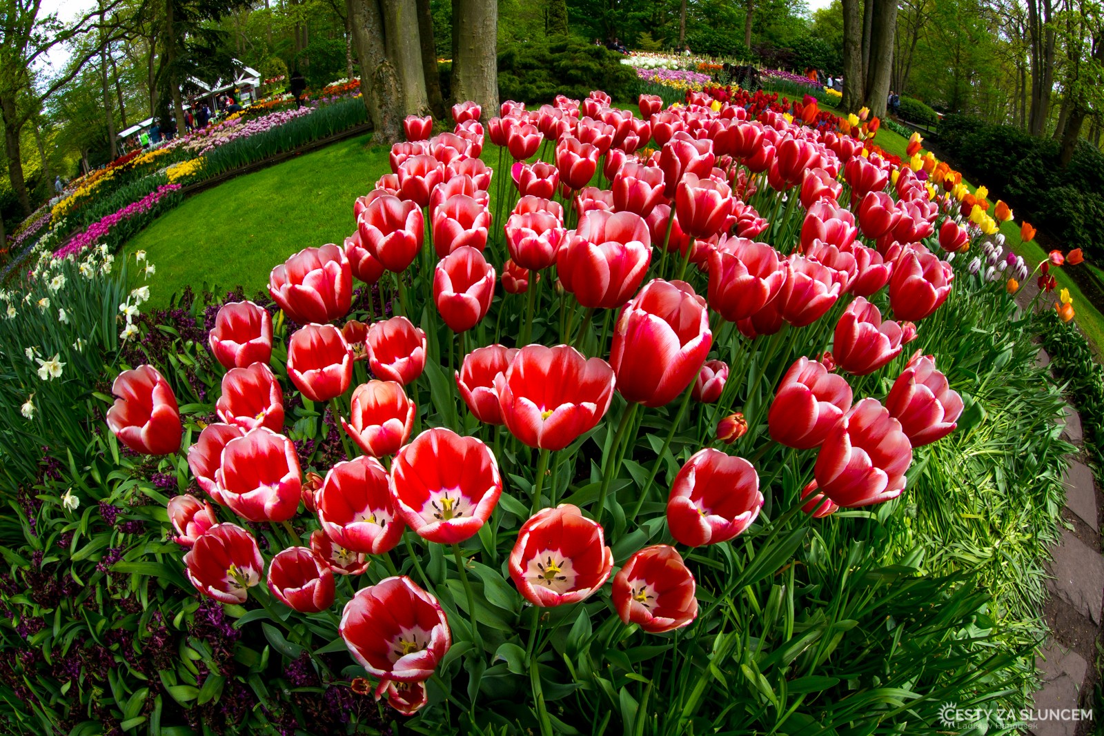 Květinový park Keukenhof - Ladislav Hanousek, Holandsko - květinový park Keukenhof