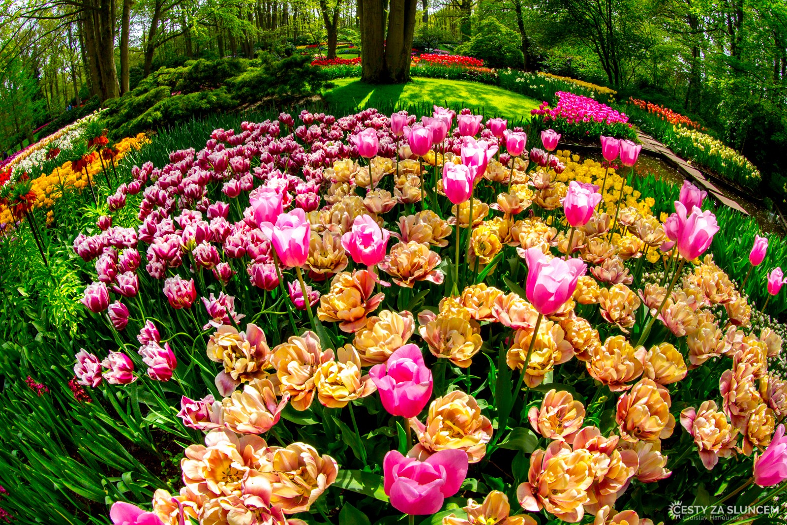 Květinový park Keukenhof - Ladislav Hanousek, Holandsko - květinový park Keukenhof