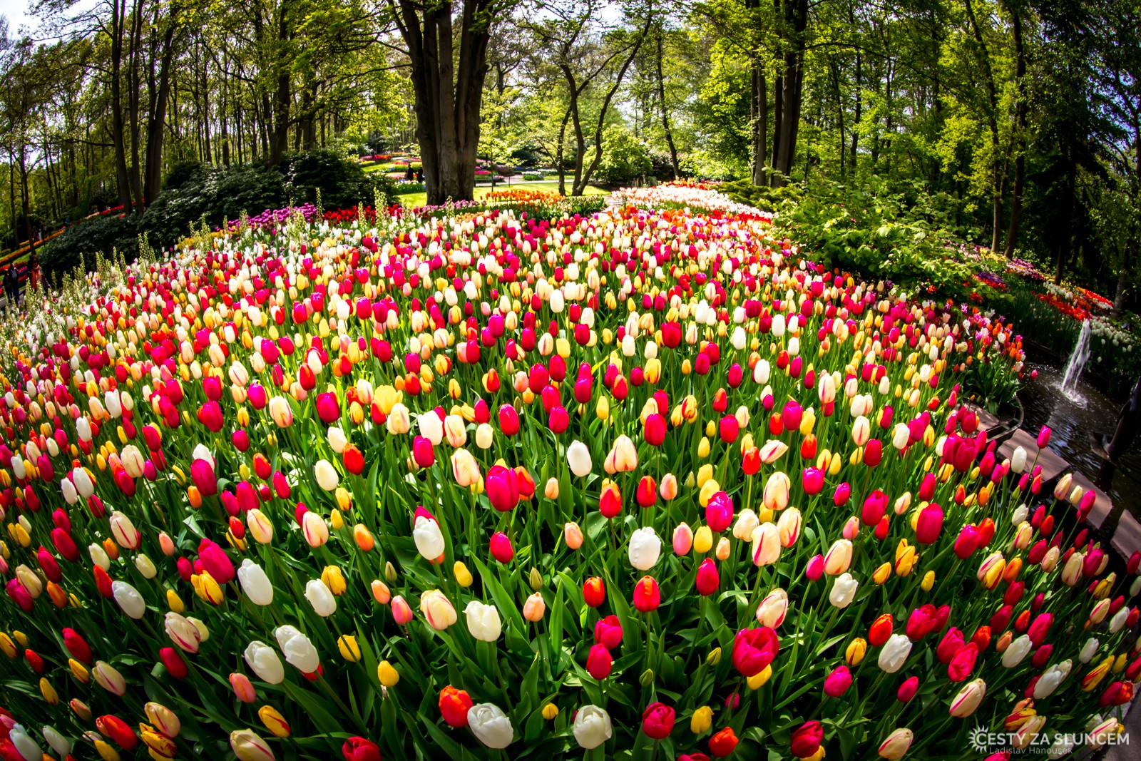 Květinový park Keukenhof - Ladislav Hanousek, Holandsko - květinový park Keukenhof