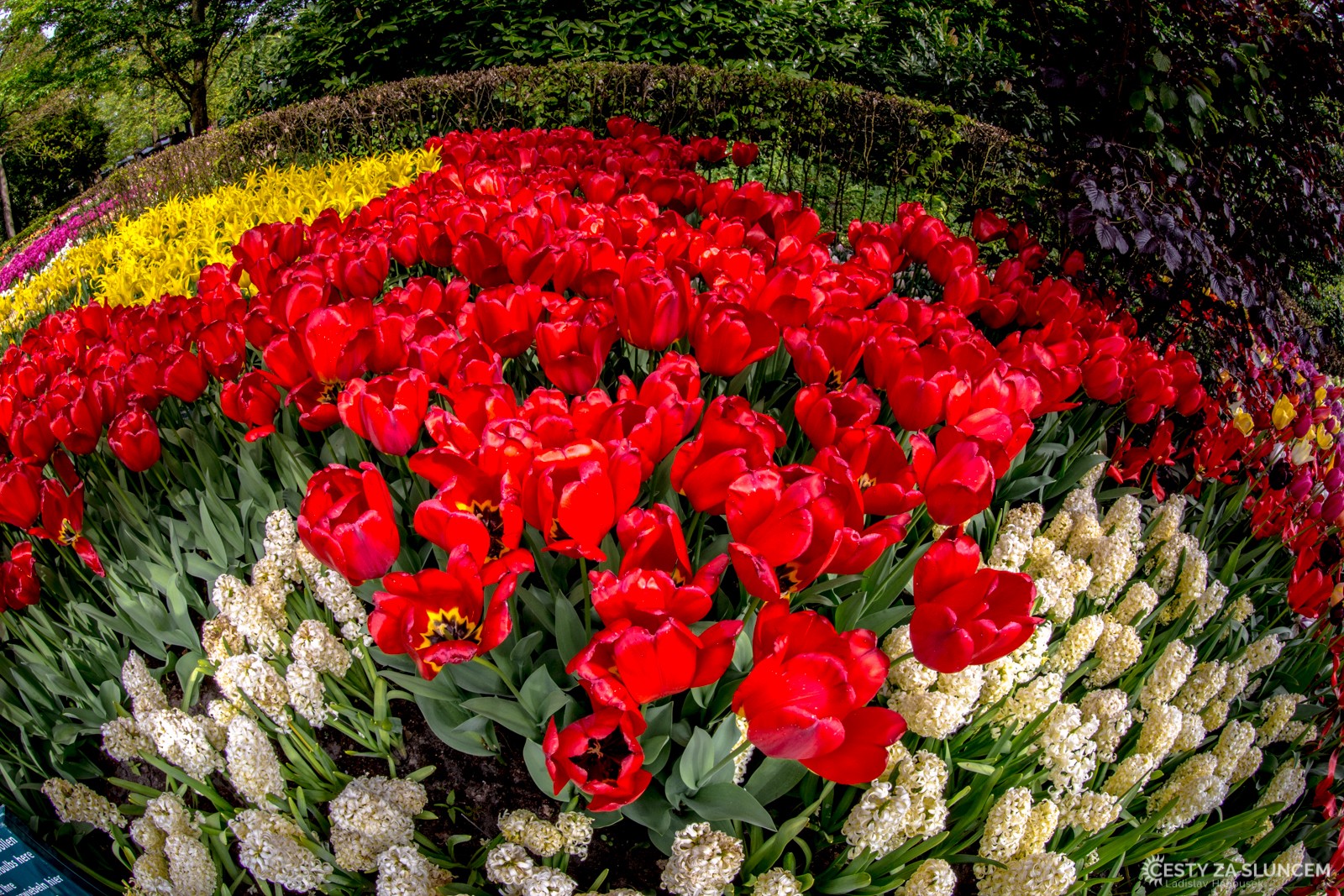 Květinový park Keukenhof - Ladislav Hanousek, Holandsko - květinový park Keukenhof