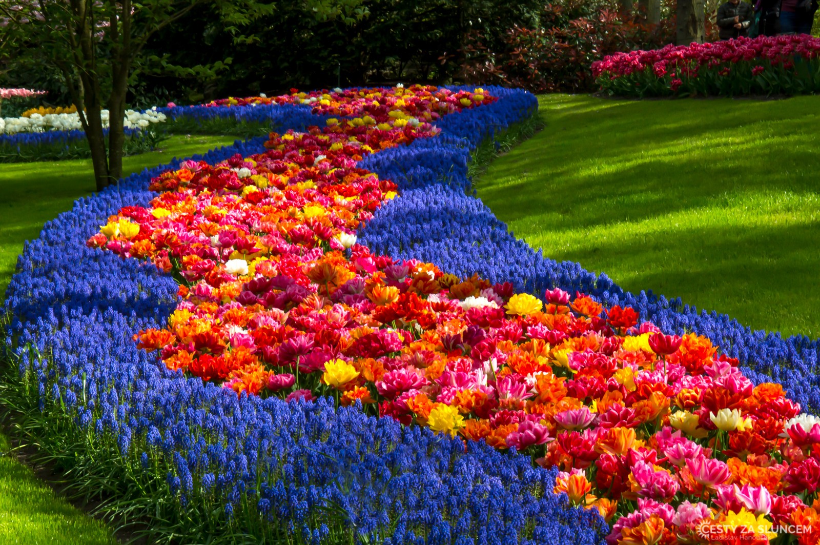 Květinový park Keukenhof - Ladislav Hanousek, Holandsko - květinový park Keukenhof