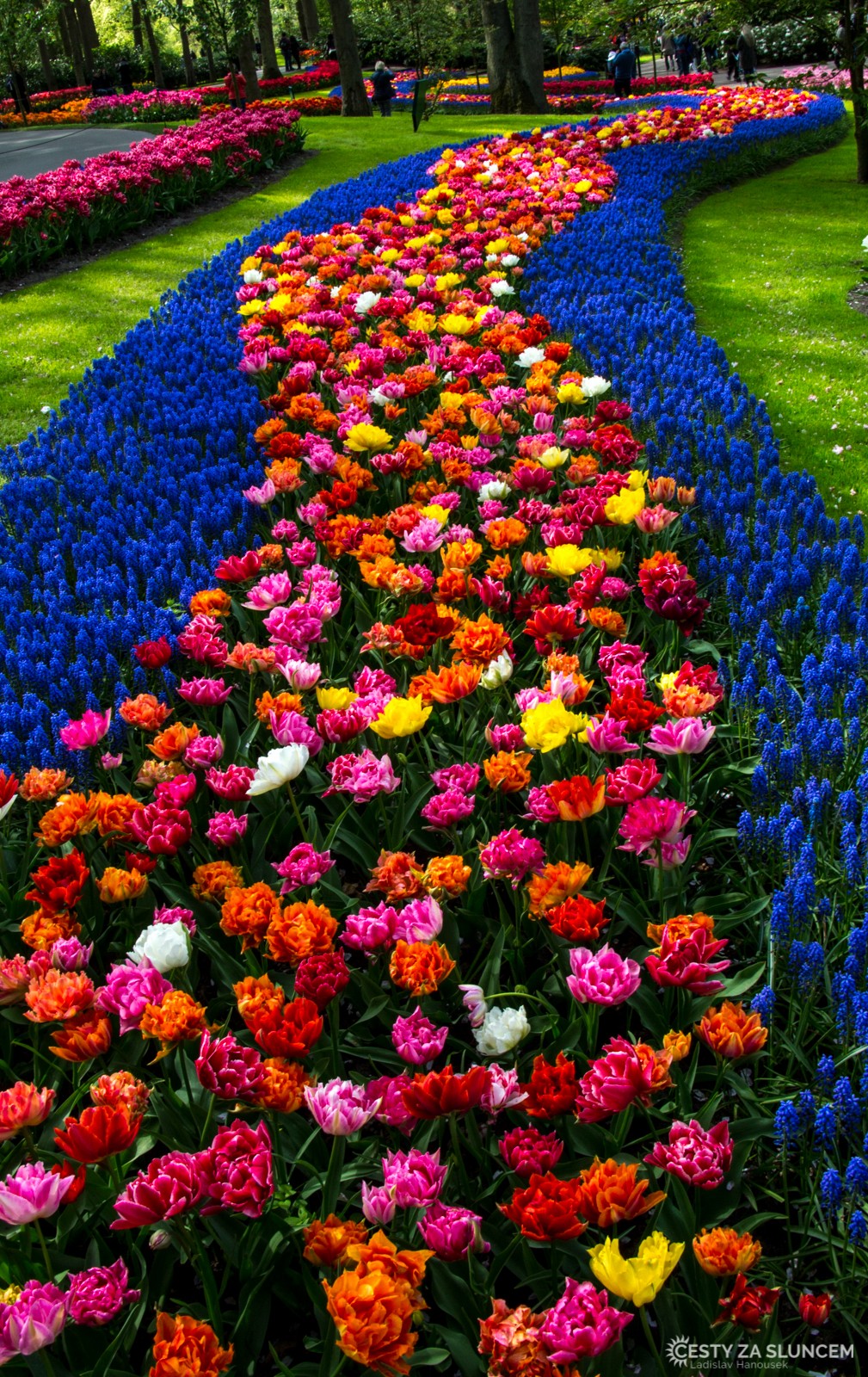Květinový park Keukenhof - Ladislav Hanousek, Holandsko - květinový park Keukenhof