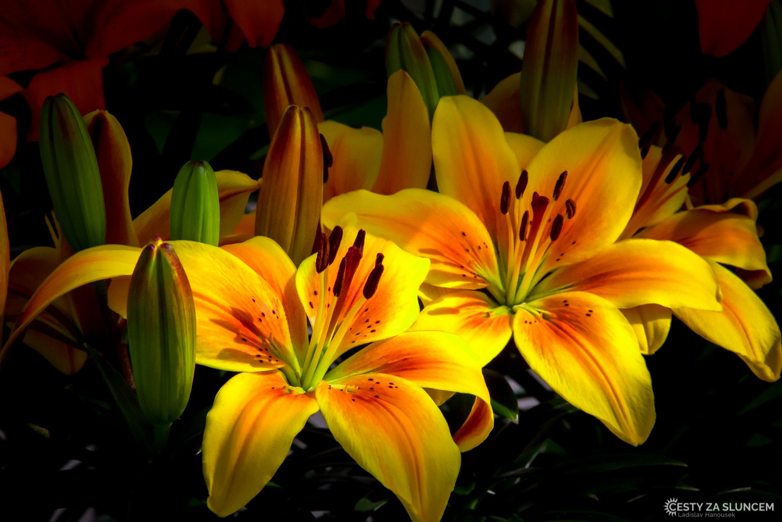 Květinový park Keukenhof - Ladislav Hanousek, Holandsko - květinový park Keukenhof