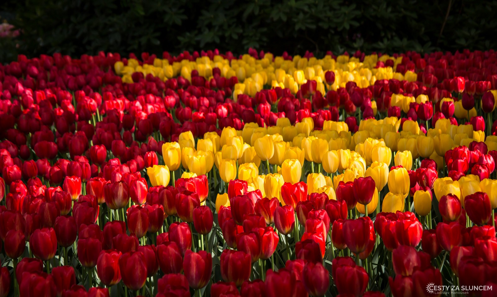 Květinový park Keukenhof - Ladislav Hanousek, Holandsko - květinový park Keukenhof