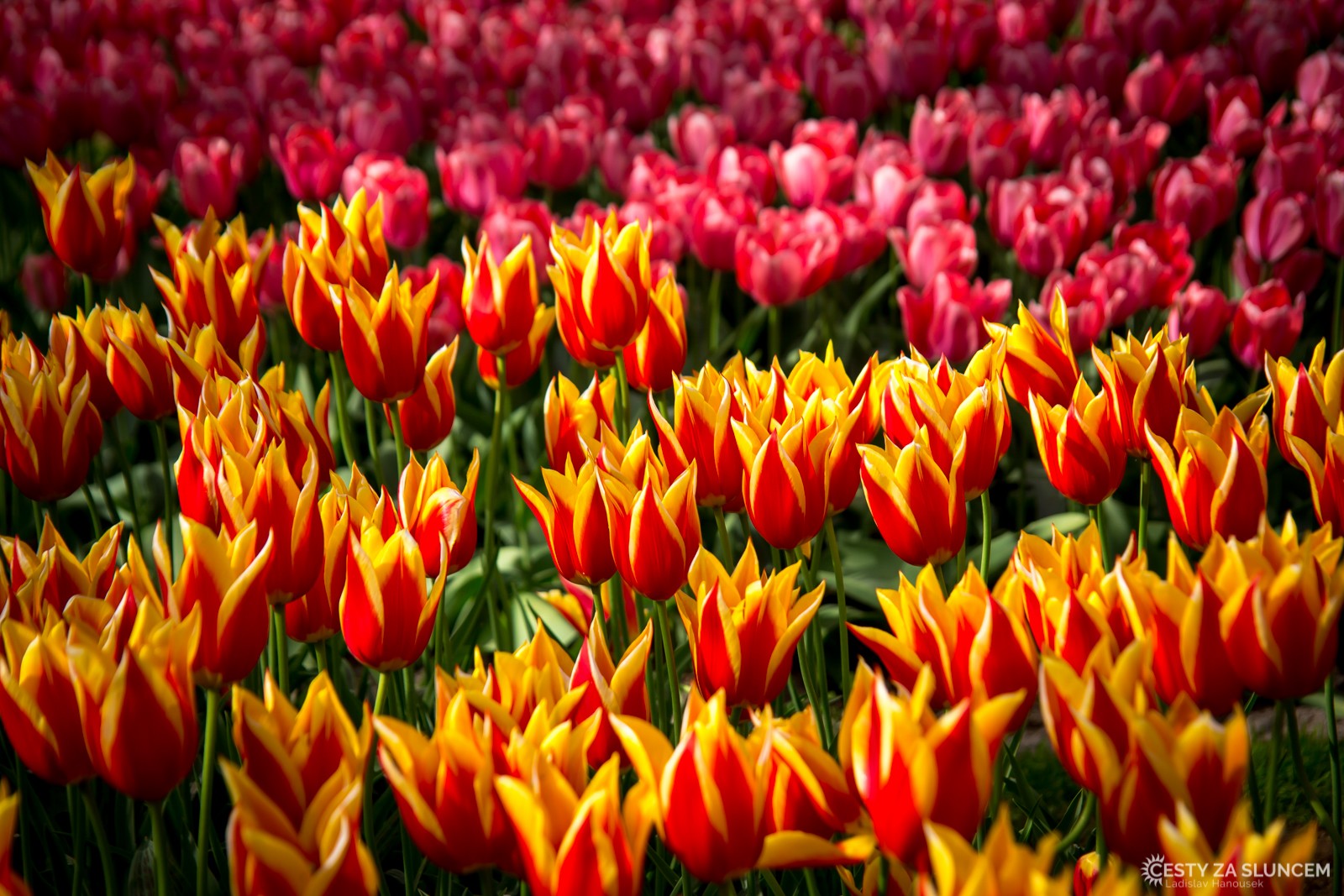 Květinový park Keukenhof - Ladislav Hanousek, Holandsko - květinový park Keukenhof