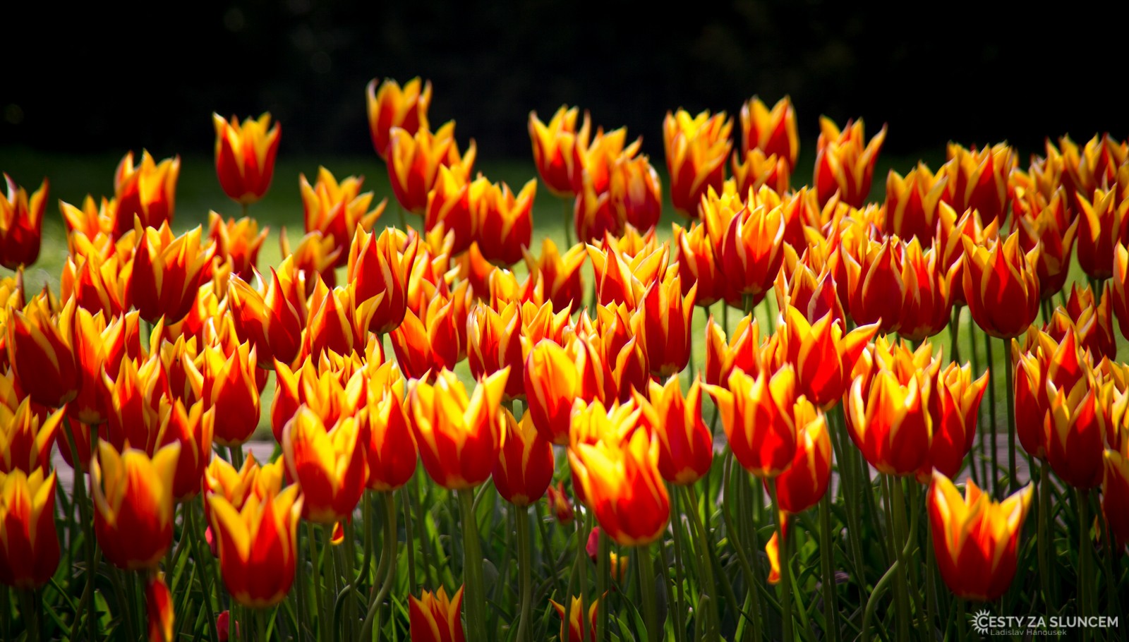 Květinový park Keukenhof - Ladislav Hanousek, Holandsko - květinový park Keukenhof