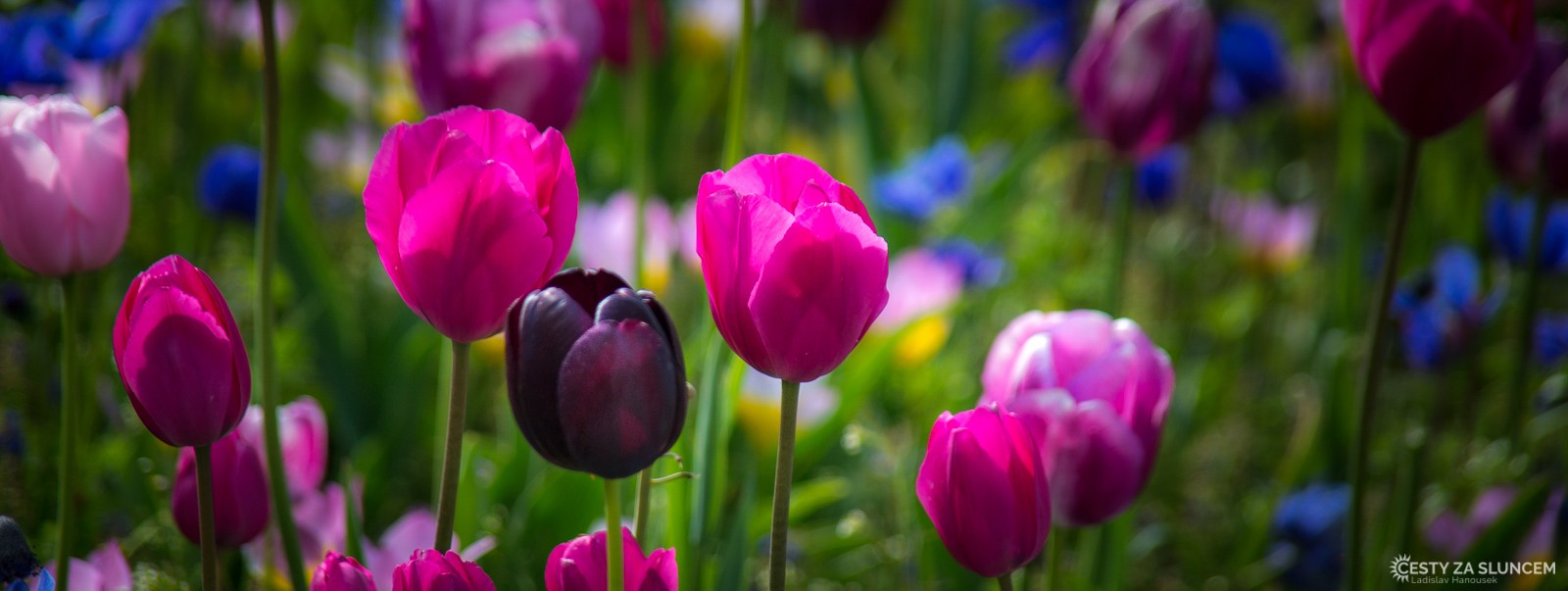 Květinový park Keukenhof - Ladislav Hanousek, Holandsko - květinový park Keukenhof