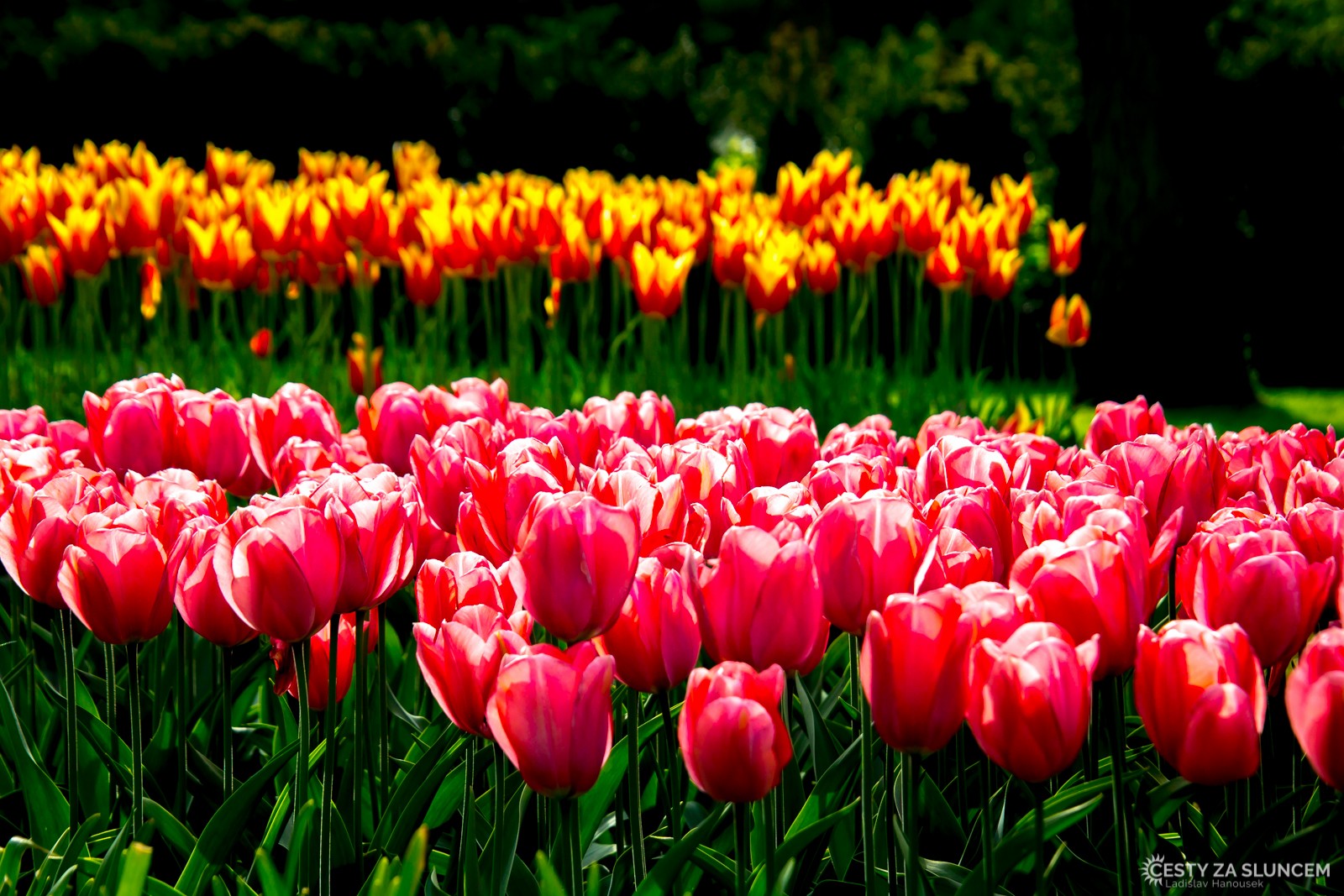 Květinový park Keukenhof - Ladislav Hanousek, Holandsko - květinový park Keukenhof