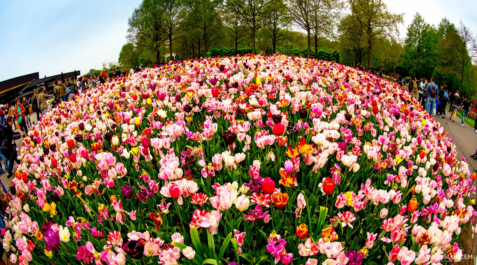 Květinový park Keukenhof - Ladislav Hanousek, Holandsko - květinový park Keukenhof