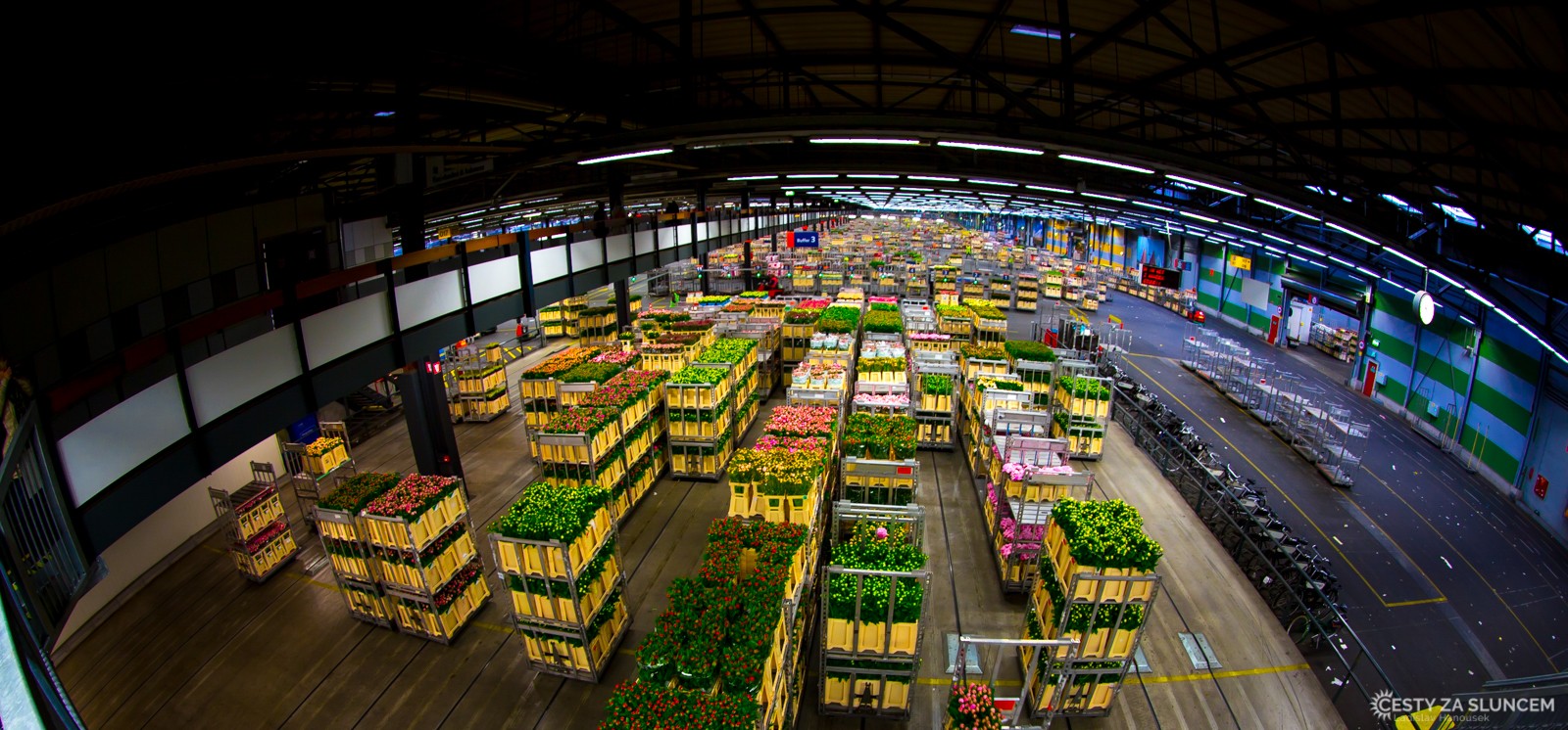 Květinová burza v Aalsmeeru - Ladislav Hanousek, Holandsko - květinový park Keukenhof
