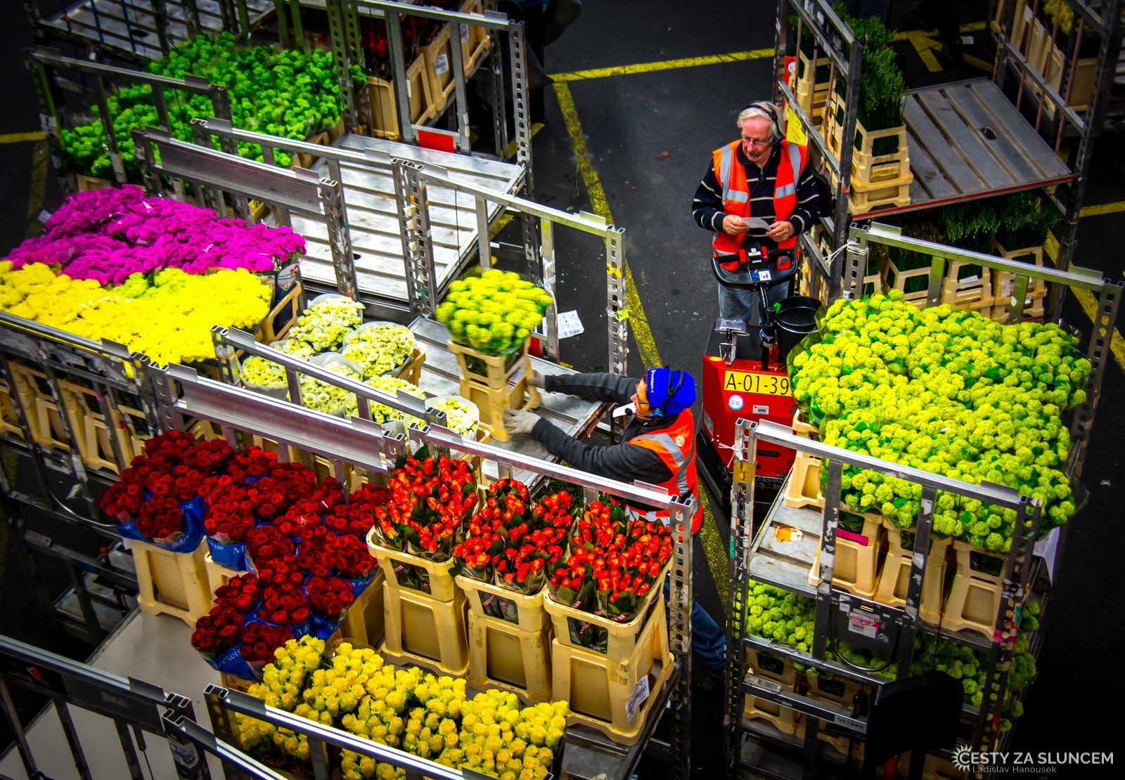 Květinová burza v Aalsmeeru - Ladislav Hanousek, Holandsko - květinový park Keukenhof
