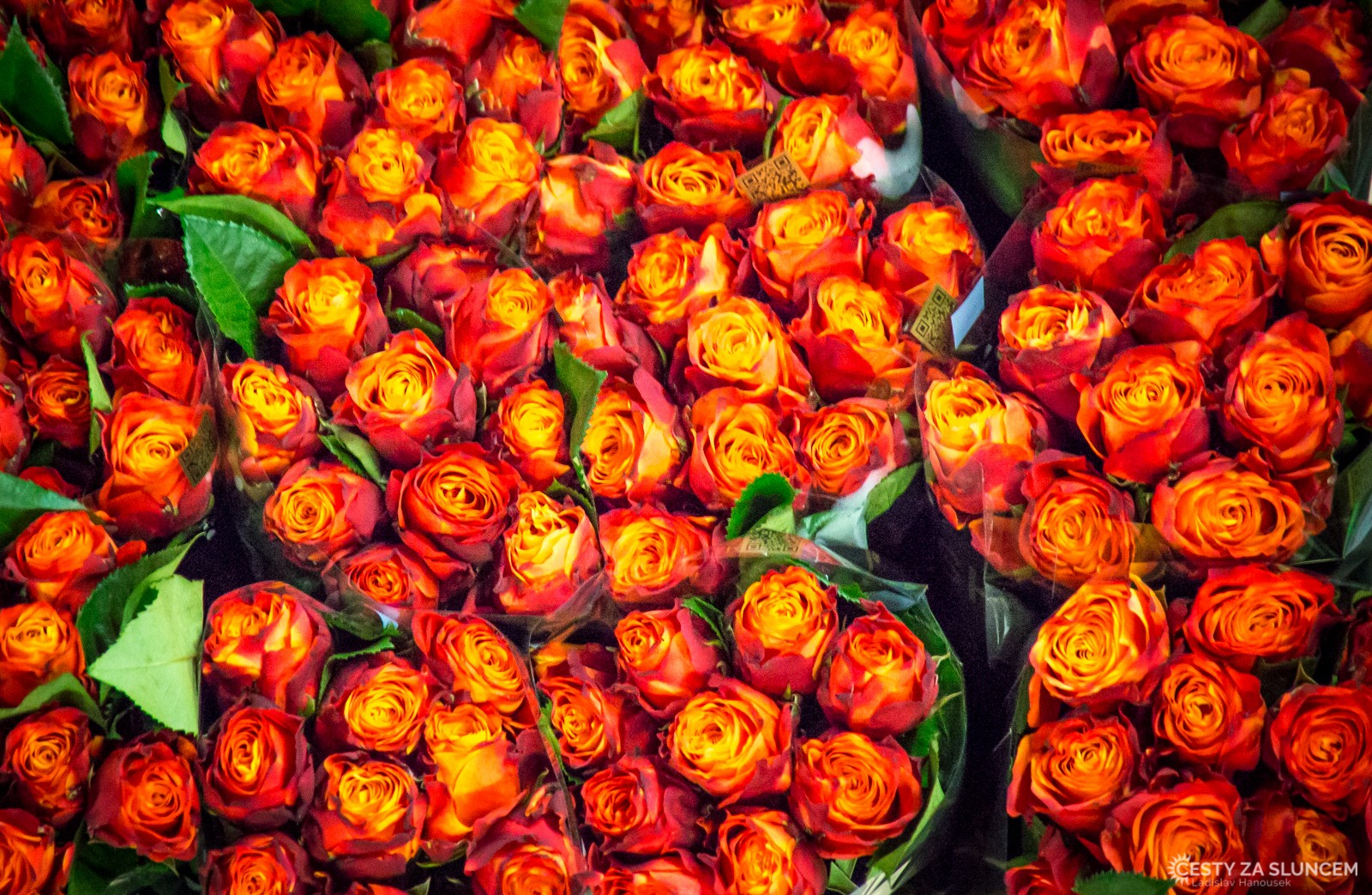 Květinová burza v Aalsmeeru - Ladislav Hanousek, Holandsko - květinový park Keukenhof