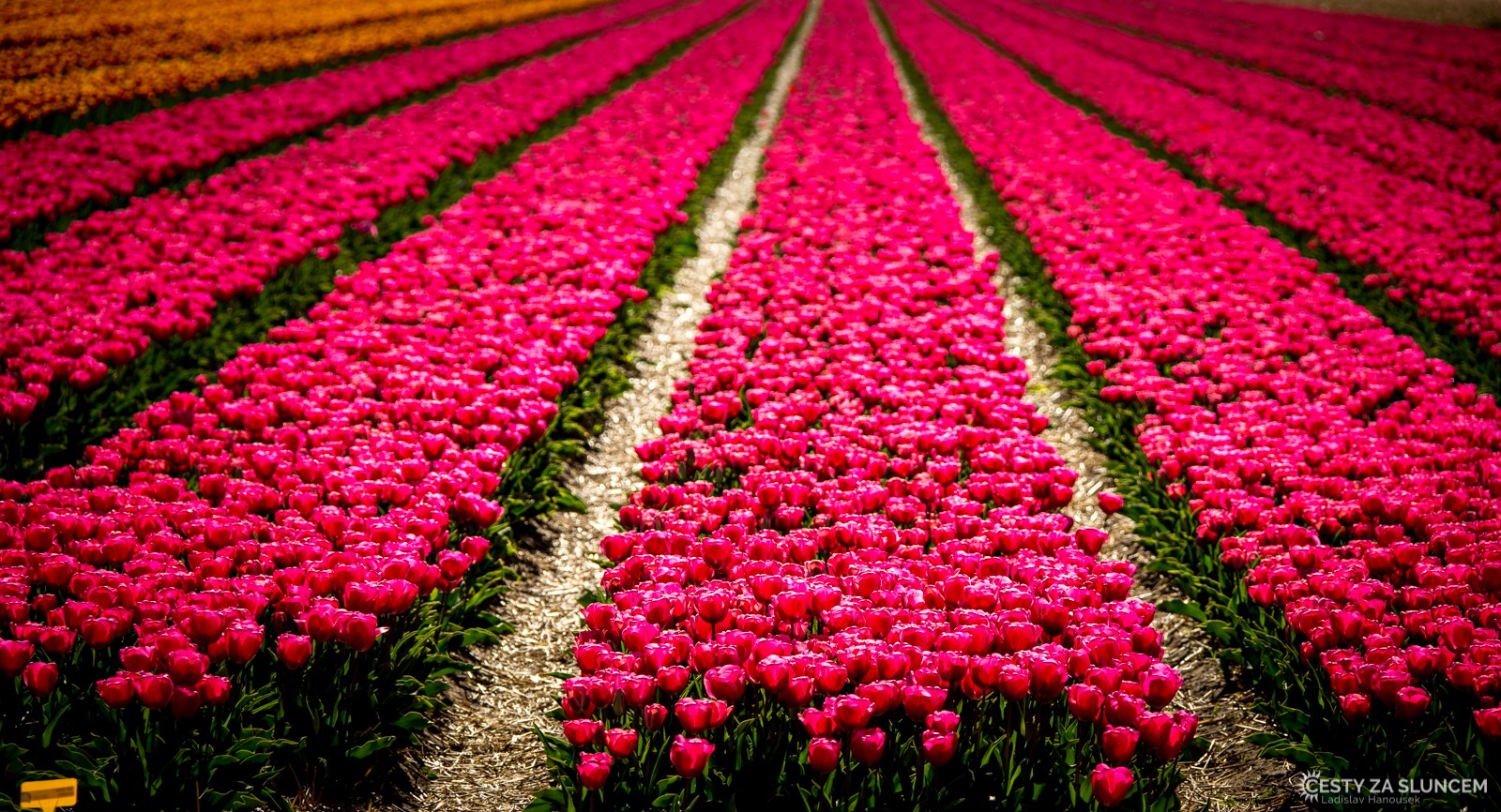 Rozlehlá pole plná  tulipánů poblíž města Lisse. - Ladislav Hanousek, Holandsko - květinový park Keukenhof
