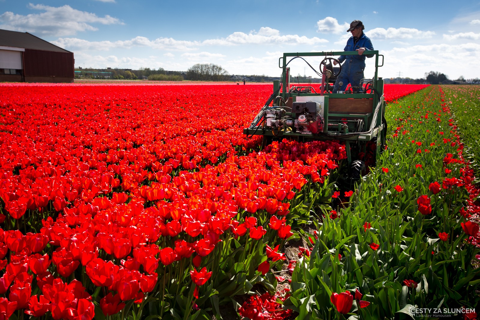 Tulipány jsou pěstovány pro cibulky. Proto se musí květ odříznout dříve, než odkvete, aby byla cibulka silná. Je na to smutný pohled... - Ladislav Hanousek, Holandsko - květinový park Keukenhof