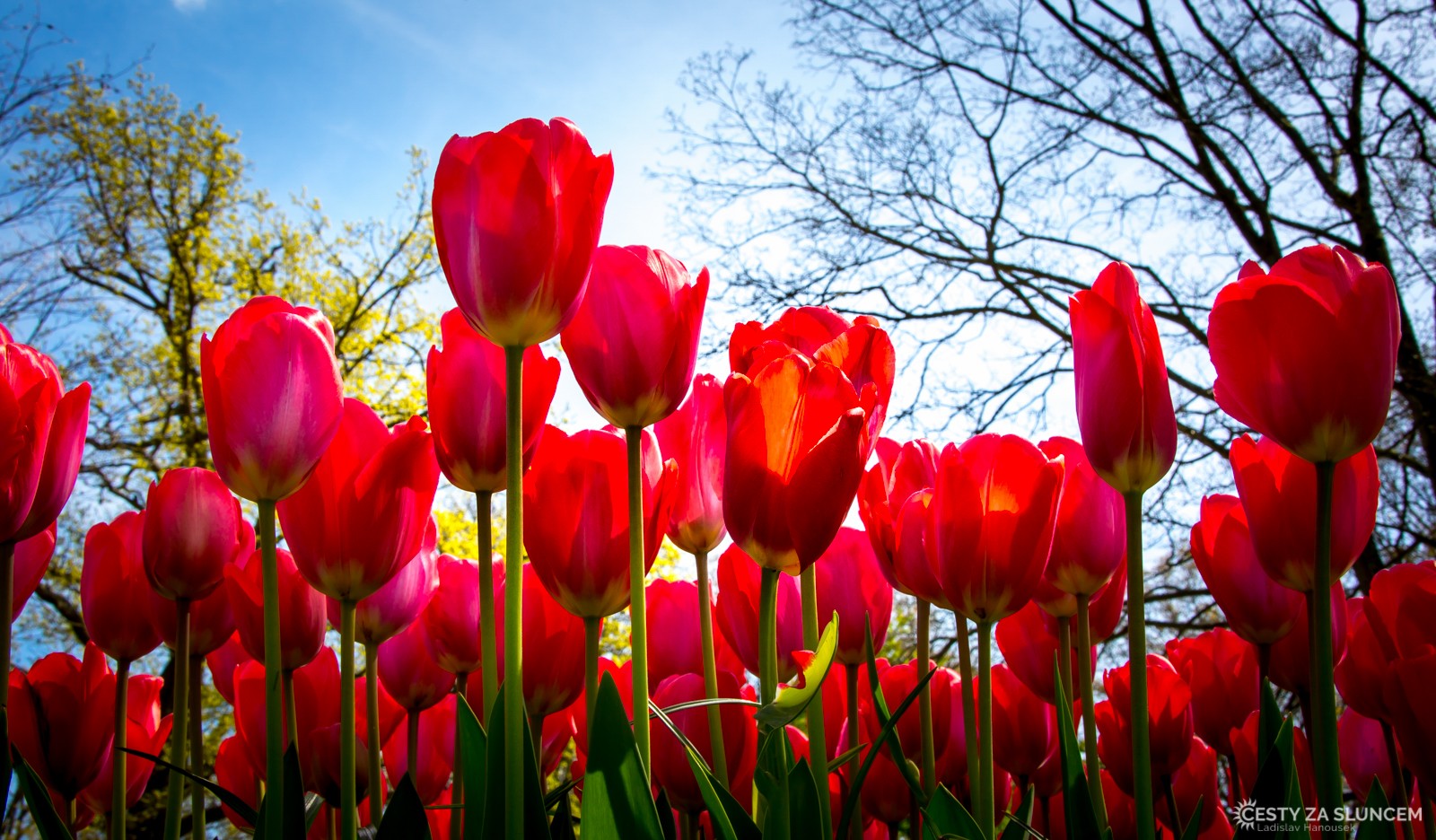 Květinový park Keukenhof - Ladislav Hanousek, Holandsko - květinový park Keukenhof