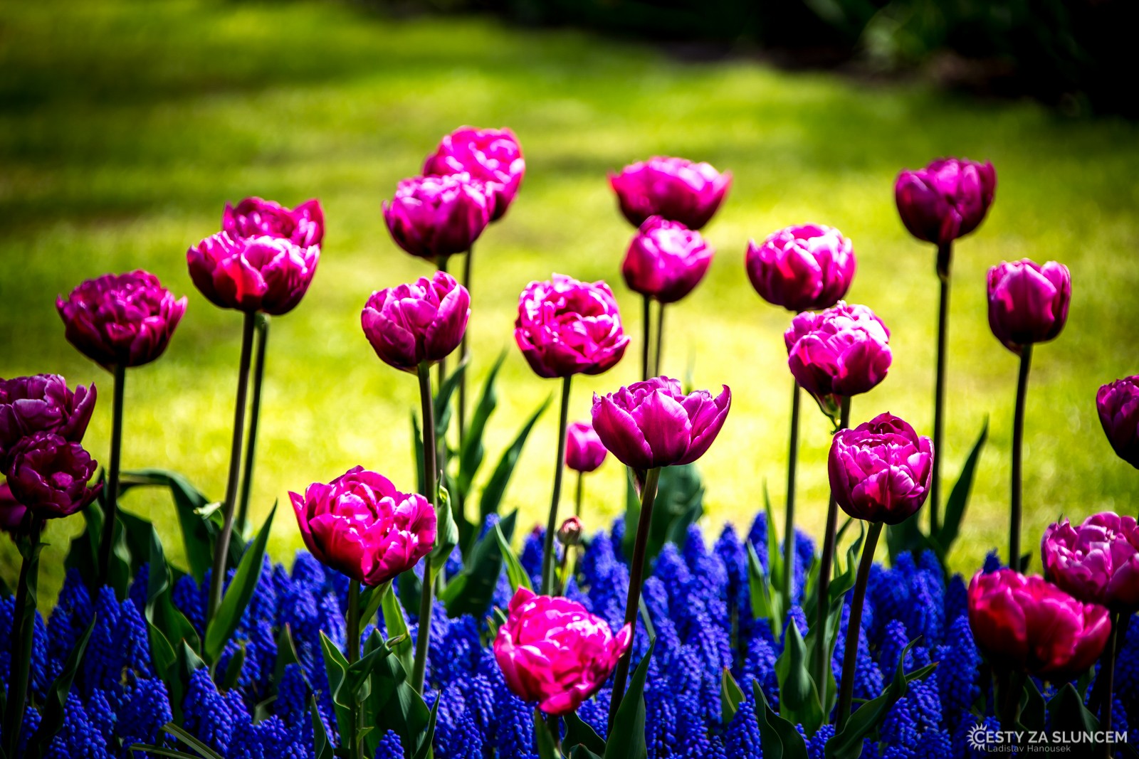 Květinový park Keukenhof - Ladislav Hanousek, Holandsko - květinový park Keukenhof
