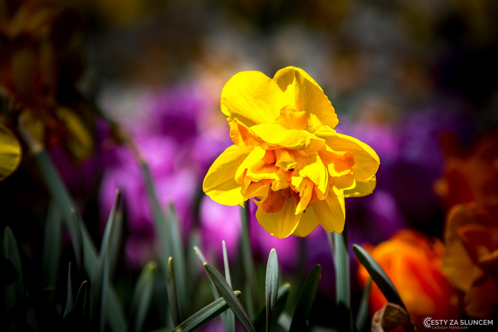 Květinový park Keukenhof - Ladislav Hanousek, Holandsko - květinový park Keukenhof