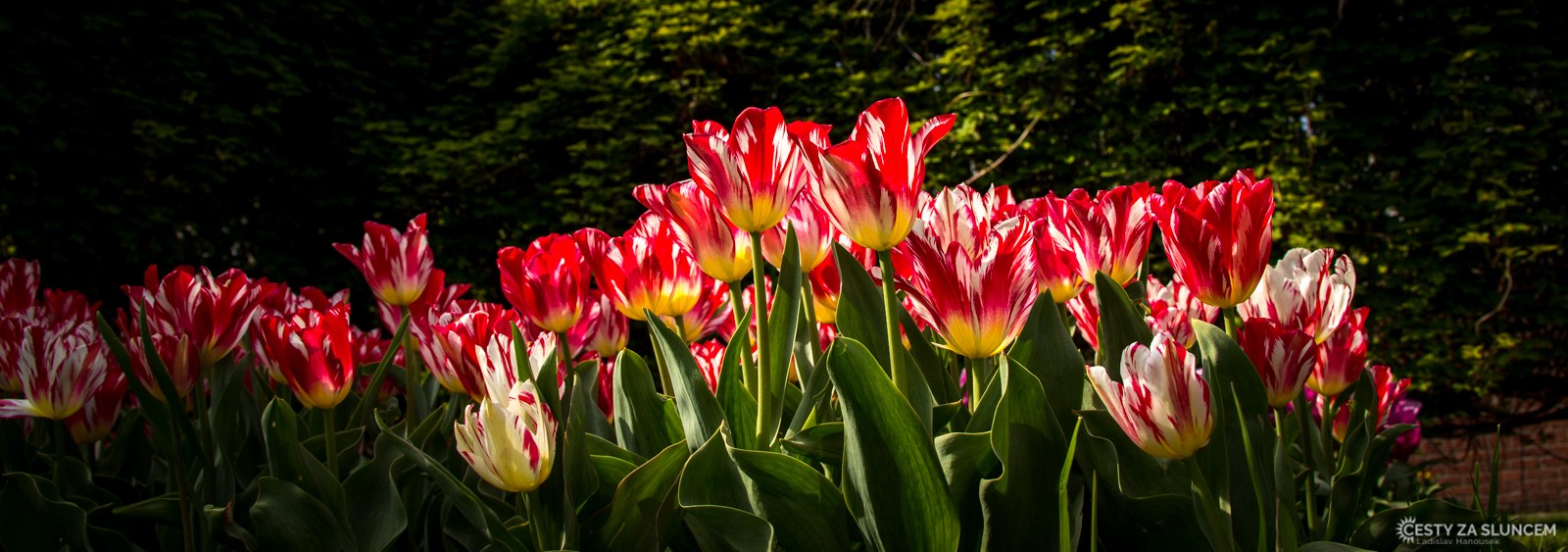 Květinový park Keukenhof - Ladislav Hanousek, Holandsko - květinový park Keukenhof