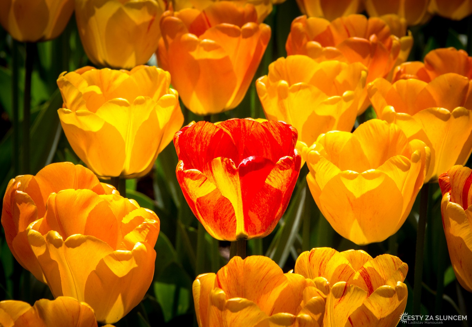 Květinový park Keukenhof - Ladislav Hanousek, Holandsko - květinový park Keukenhof