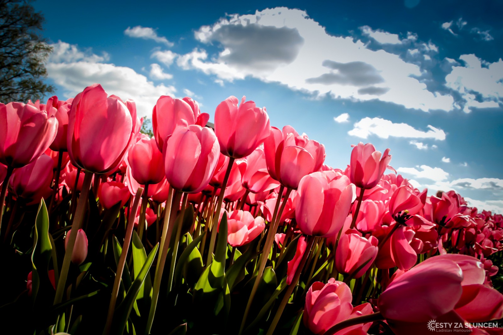 Květinový park Keukenhof - Ladislav Hanousek, Holandsko - květinový park Keukenhof