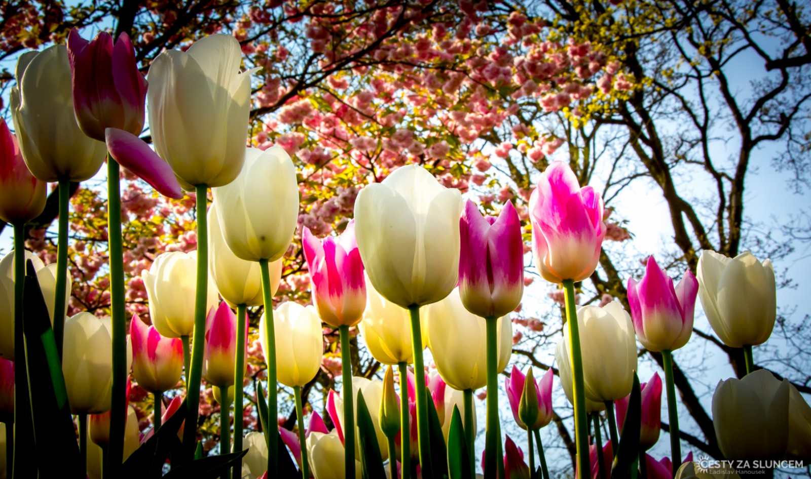 Květinový park Keukenhof - Ladislav Hanousek, Holandsko - květinový park Keukenhof