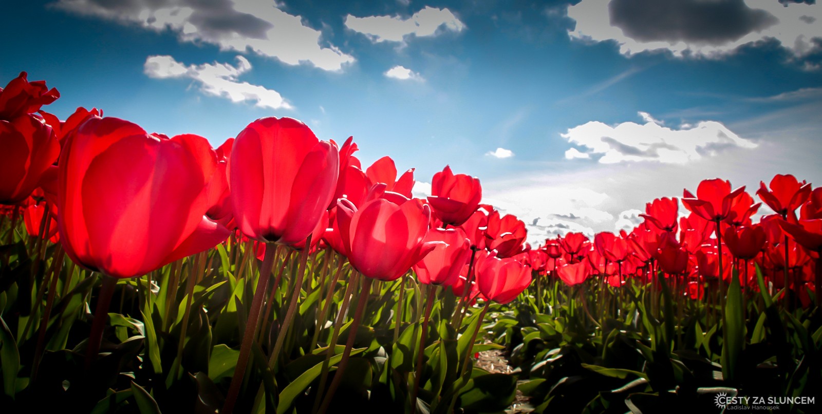 Květinový park Keukenhof - Ladislav Hanousek, Holandsko - květinový park Keukenhof